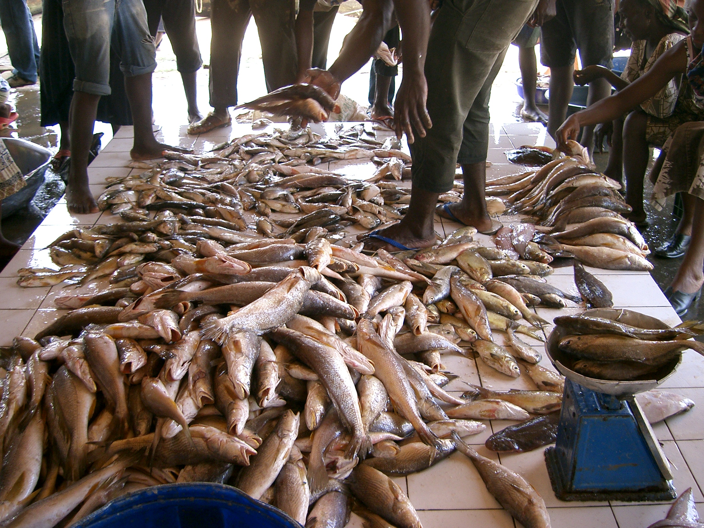 Poissons Frais Bar