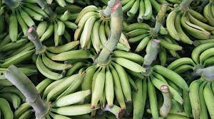Régime de plantain bio