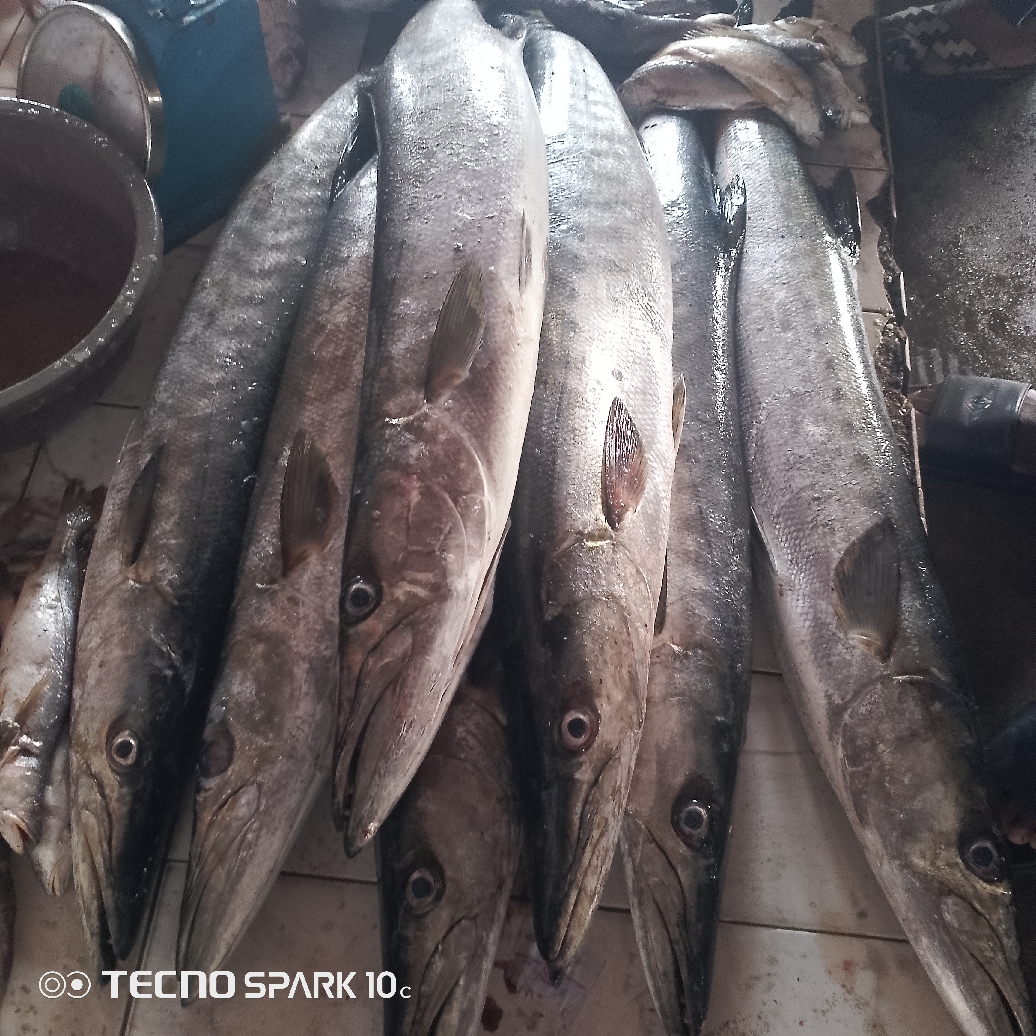 Brochet
