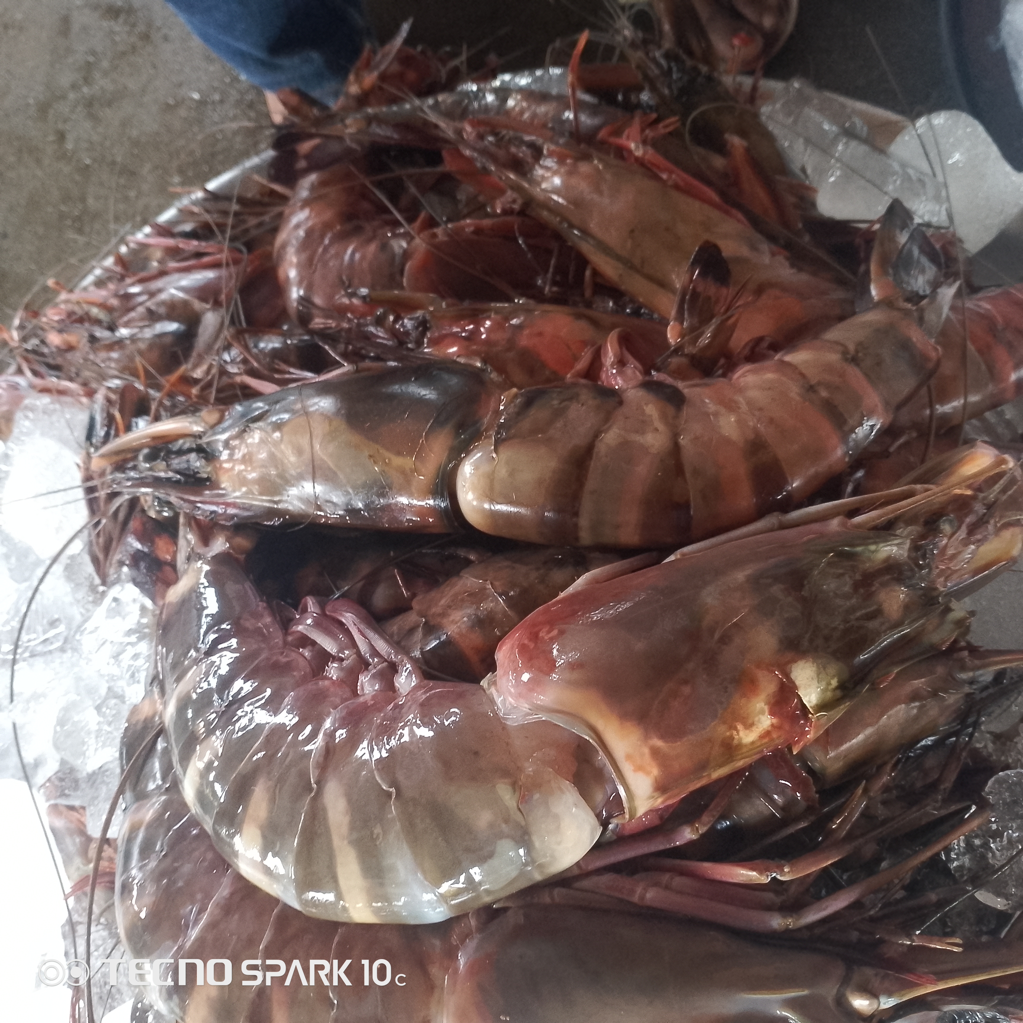 Gambas