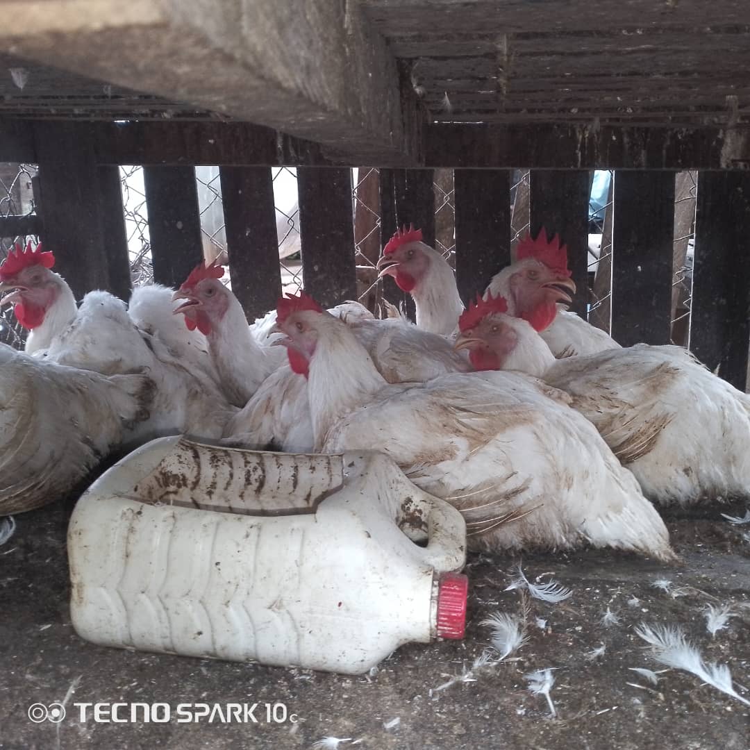 Poulets de chair