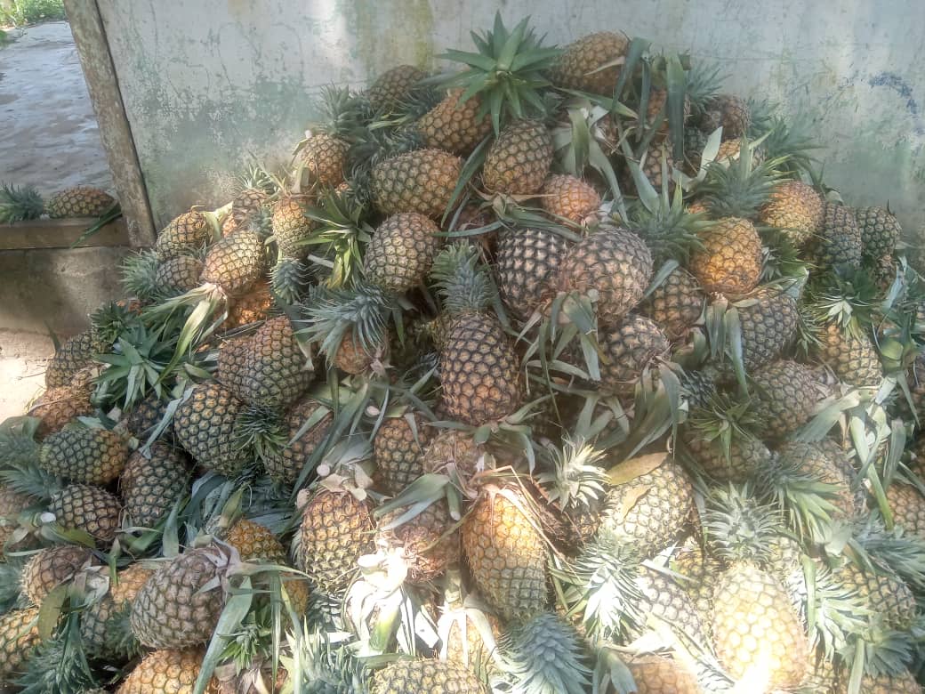 Ananas