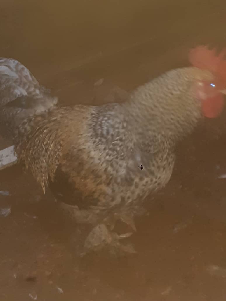 Coq du village